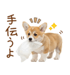 ゆるかわ！コーギーの日常スタンプ（個別スタンプ：34）