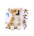 ゆるかわ！コーギーの日常スタンプ（個別スタンプ：35）