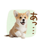 ゆるかわ！コーギーの日常スタンプ（個別スタンプ：36）