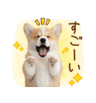 ゆるかわ！コーギーの日常スタンプ（個別スタンプ：39）