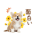 ゆるかわ！コーギーの日常スタンプ（個別スタンプ：40）