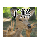 決め顔の鹿スタンプ【動物・どうぶつ】（個別スタンプ：1）