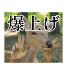 決め顔の鹿スタンプ【動物・どうぶつ】（個別スタンプ：2）