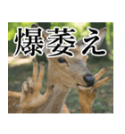決め顔の鹿スタンプ【動物・どうぶつ】（個別スタンプ：3）