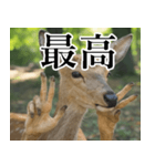 決め顔の鹿スタンプ【動物・どうぶつ】（個別スタンプ：4）