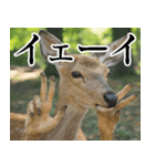 決め顔の鹿スタンプ【動物・どうぶつ】（個別スタンプ：5）