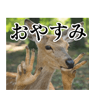 決め顔の鹿スタンプ【動物・どうぶつ】（個別スタンプ：6）