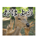 決め顔の鹿スタンプ【動物・どうぶつ】（個別スタンプ：7）