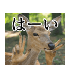 決め顔の鹿スタンプ【動物・どうぶつ】（個別スタンプ：8）