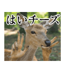 決め顔の鹿スタンプ【動物・どうぶつ】（個別スタンプ：9）