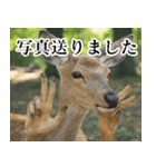 決め顔の鹿スタンプ【動物・どうぶつ】（個別スタンプ：10）