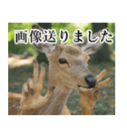 決め顔の鹿スタンプ【動物・どうぶつ】（個別スタンプ：11）