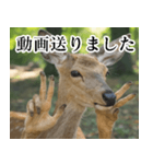 決め顔の鹿スタンプ【動物・どうぶつ】（個別スタンプ：12）