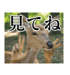 決め顔の鹿スタンプ【動物・どうぶつ】（個別スタンプ：13）