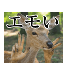 決め顔の鹿スタンプ【動物・どうぶつ】（個別スタンプ：14）