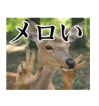 決め顔の鹿スタンプ【動物・どうぶつ】（個別スタンプ：15）
