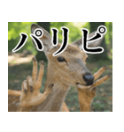 決め顔の鹿スタンプ【動物・どうぶつ】（個別スタンプ：16）