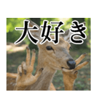 決め顔の鹿スタンプ【動物・どうぶつ】（個別スタンプ：18）
