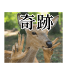 決め顔の鹿スタンプ【動物・どうぶつ】（個別スタンプ：20）