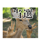 決め顔の鹿スタンプ【動物・どうぶつ】（個別スタンプ：21）