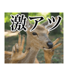 決め顔の鹿スタンプ【動物・どうぶつ】（個別スタンプ：22）