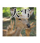 決め顔の鹿スタンプ【動物・どうぶつ】（個別スタンプ：24）