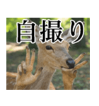 決め顔の鹿スタンプ【動物・どうぶつ】（個別スタンプ：25）