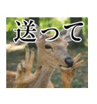 決め顔の鹿スタンプ【動物・どうぶつ】（個別スタンプ：26）