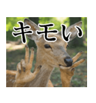 決め顔の鹿スタンプ【動物・どうぶつ】（個別スタンプ：27）