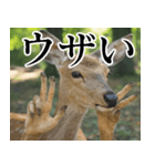 決め顔の鹿スタンプ【動物・どうぶつ】（個別スタンプ：28）