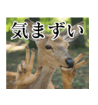 決め顔の鹿スタンプ【動物・どうぶつ】（個別スタンプ：29）