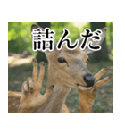 決め顔の鹿スタンプ【動物・どうぶつ】（個別スタンプ：30）