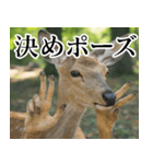 決め顔の鹿スタンプ【動物・どうぶつ】（個別スタンプ：31）