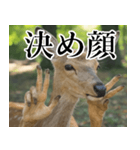 決め顔の鹿スタンプ【動物・どうぶつ】（個別スタンプ：32）