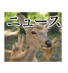 決め顔の鹿スタンプ【動物・どうぶつ】（個別スタンプ：33）