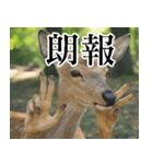 決め顔の鹿スタンプ【動物・どうぶつ】（個別スタンプ：34）