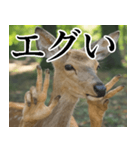 決め顔の鹿スタンプ【動物・どうぶつ】（個別スタンプ：35）