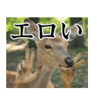 決め顔の鹿スタンプ【動物・どうぶつ】（個別スタンプ：36）