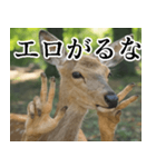 決め顔の鹿スタンプ【動物・どうぶつ】（個別スタンプ：37）