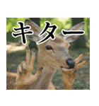 決め顔の鹿スタンプ【動物・どうぶつ】（個別スタンプ：38）