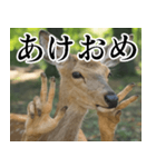 決め顔の鹿スタンプ【動物・どうぶつ】（個別スタンプ：39）