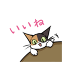 猫のあおいさん（三毛猫 ＆ 黒猫 Ver.）（個別スタンプ：3）