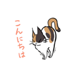 猫のあおいさん（三毛猫 ＆ 黒猫 Ver.）（個別スタンプ：22）