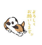 猫のあおいさん（三毛猫 ＆ 黒猫 Ver.）（個別スタンプ：30）