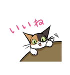 猫のあおいさん（三毛猫 Ver.）（個別スタンプ：3）