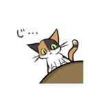猫のあおいさん（三毛猫 Ver.）（個別スタンプ：14）