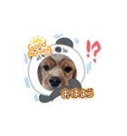 犬のcuteなスタンプ（個別スタンプ：2）