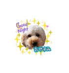 犬のcuteなスタンプ（個別スタンプ：3）