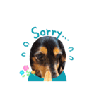 犬のcuteなスタンプ（個別スタンプ：10）
