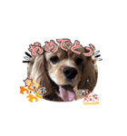 犬のcuteなスタンプ（個別スタンプ：12）